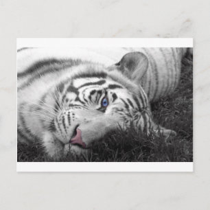 White tiger postcard