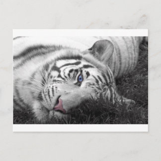 White tiger postcard