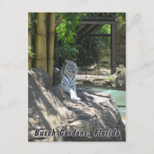 White Tiger Postcard