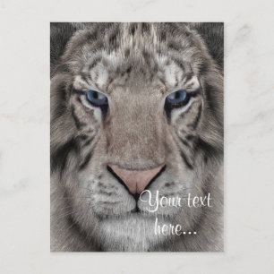 White Tiger Postcard