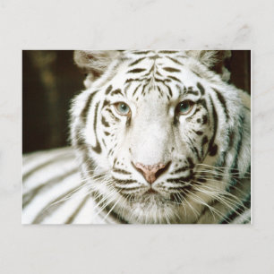 White Tiger Postcards