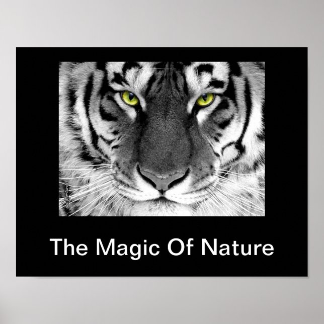 White Tiger Poster (Front)