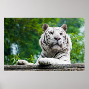 White Tiger poster