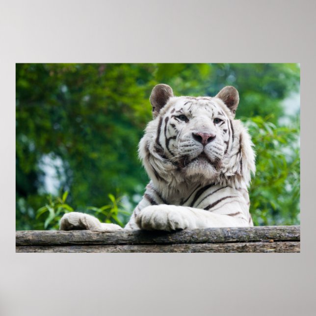 White Tiger poster (Front)