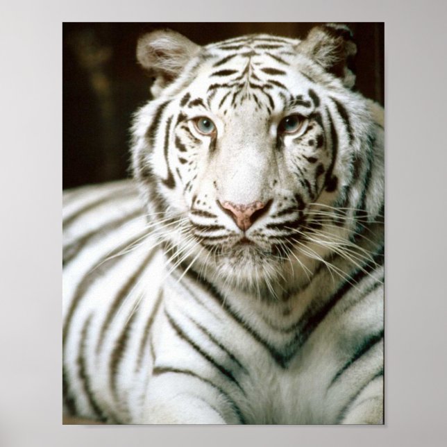 White Tiger Poster (Front)
