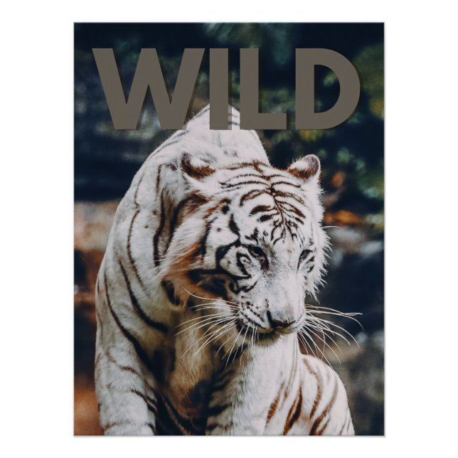 White tiger poster (Front)