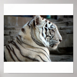 White Tiger Poster
