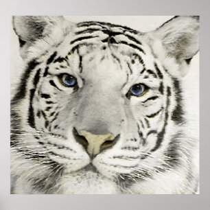 White Tiger Poster