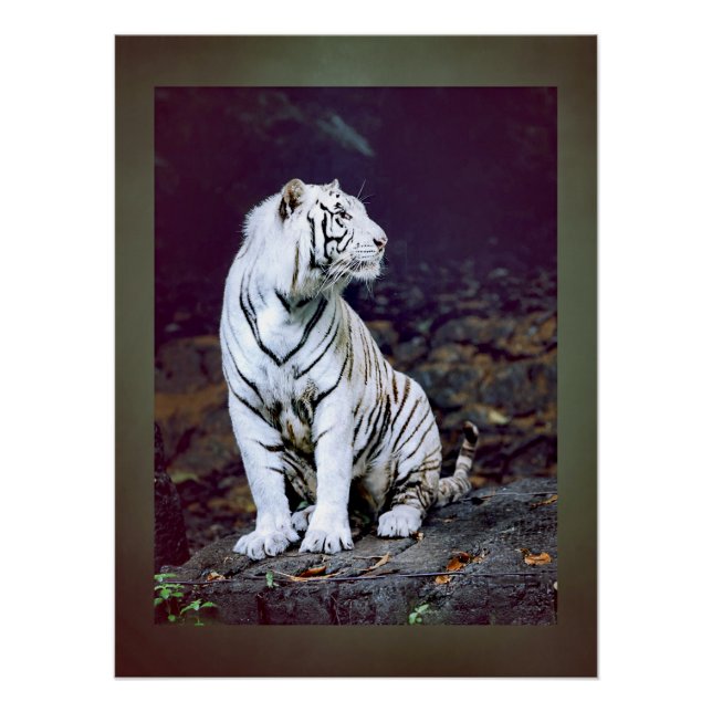 White tiger poster (Front)