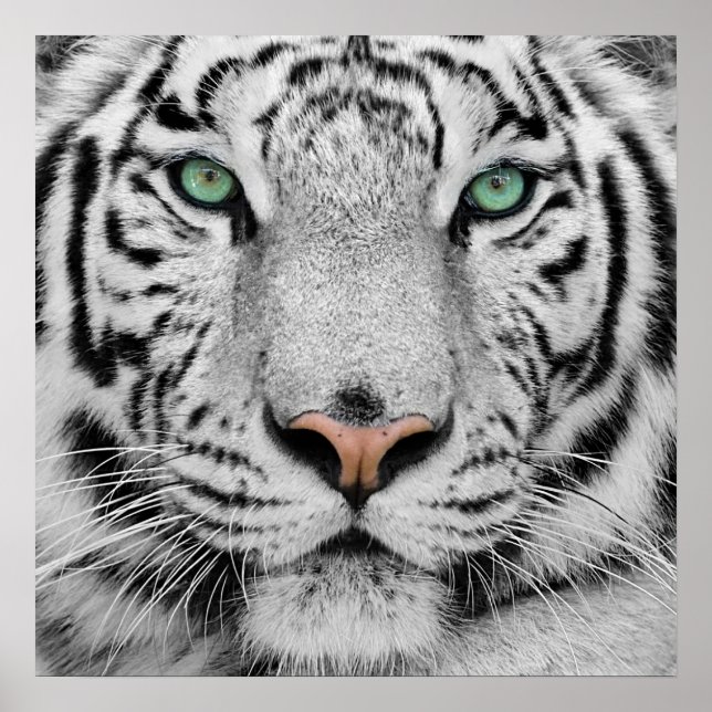 White Tiger Poster (Front)