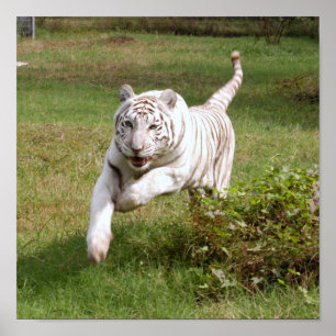 White Tiger Poster You Customize It