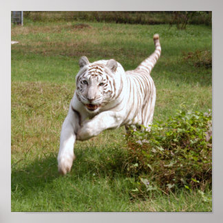 White Tiger Poster You Customize It