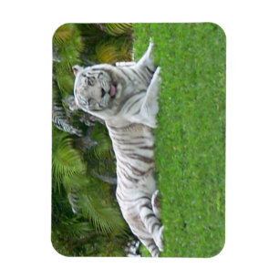 White Tiger Resting in Bright Green Meadow Magnet