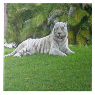 White Tiger Resting in Lush Green Meadow Tile