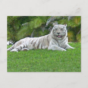 White Tiger Resting in Quiet Green Meadow Postcard