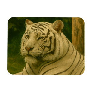 White Tiger Resting in Woodland Shade Magnet