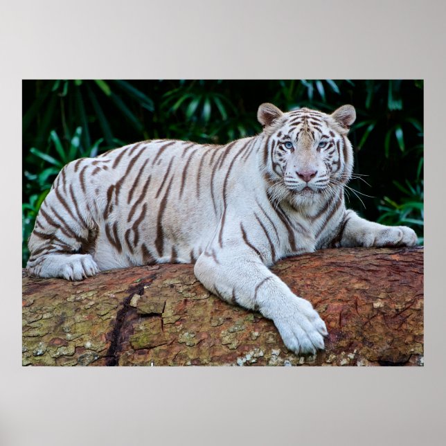White Tiger Resting Photo Poster (Front)
