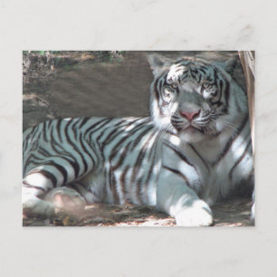 White Tiger Resting Under Tree Postcard