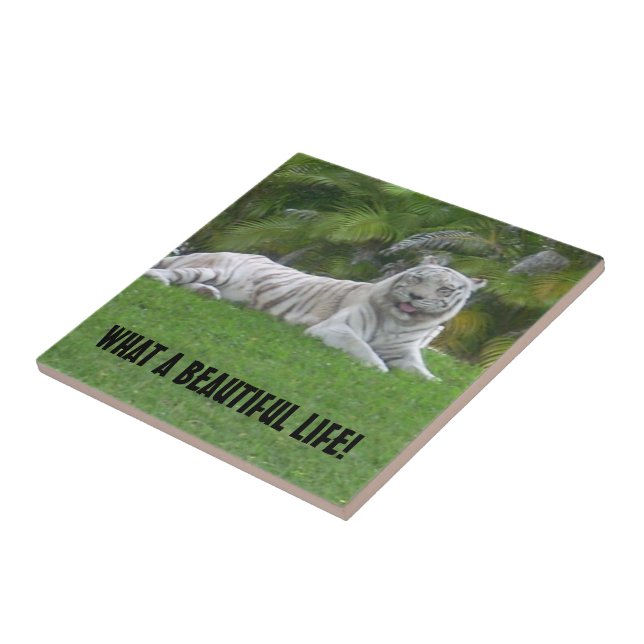 White Tiger Resting Under Warm Meadow Light Ceramic Tile (Side)
