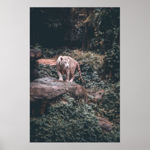 WHITE TIGER STANDING ON GREY STONE POSTER