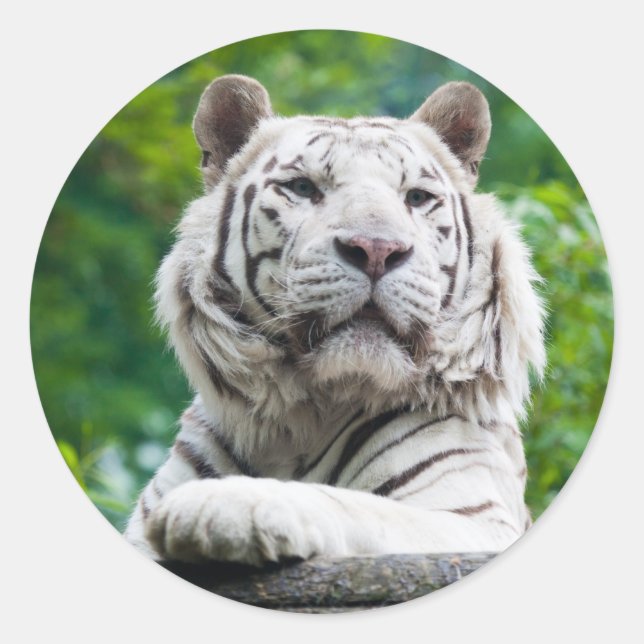 White Tiger stickers (Front)