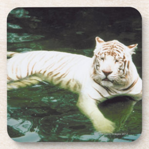 White Tiger Swimming Peacefully Coaster