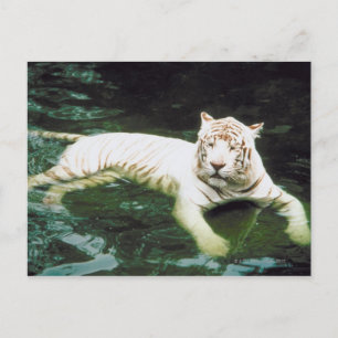 White Tiger Swimming Peacefully Postcard