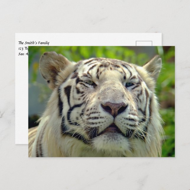 White Tiger Up Close #2 Postcard (Front/Back)