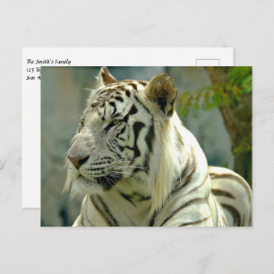 White Tiger Up Close Postcard
