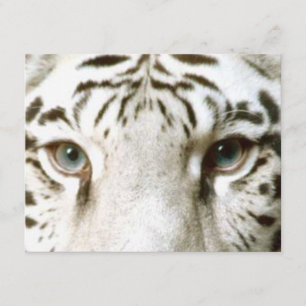 WHITE TIGER'S EYES INVITATION ~ EZ TO CUSTOMIZE!