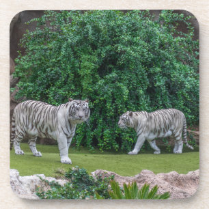 White tigers hard plastic coasters