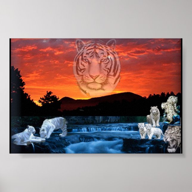 white tigers poster (Front)