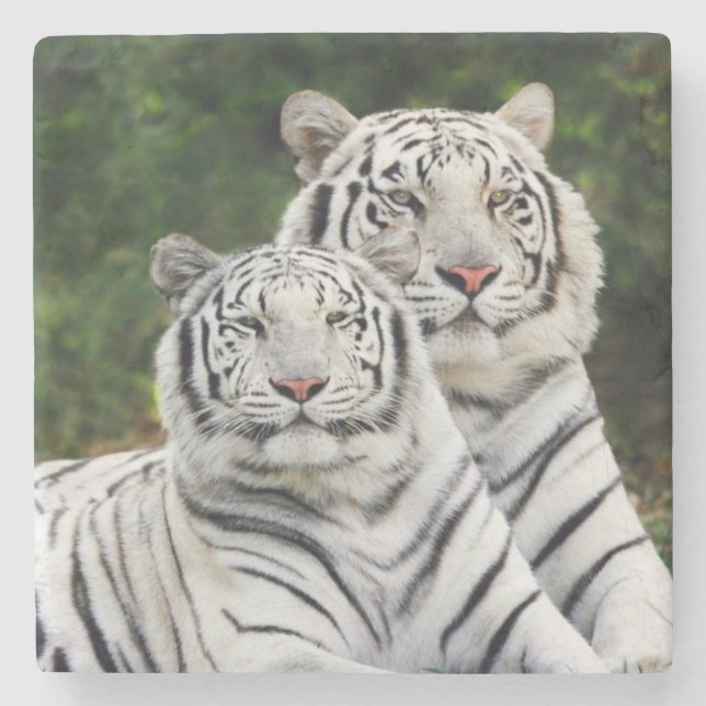 White Tigers Stone Coaster (Front)