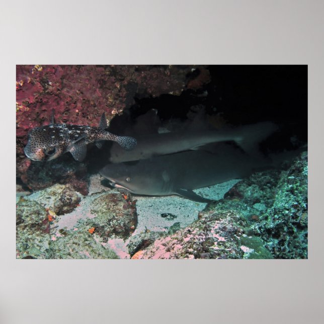 White Tip Reef Shark and Puffer Poster (Front)