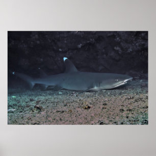 White Tip Reef Shark Under a Ledge Poster