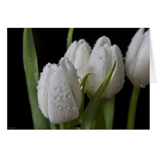 White tip Tulips (Front Horizontal)