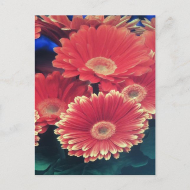 White Tipped Flower Postcard (Front)