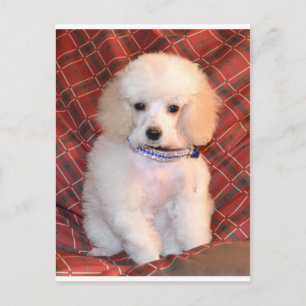 White Toy Poodle Fluffy Puppy Postcard