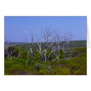 white tree