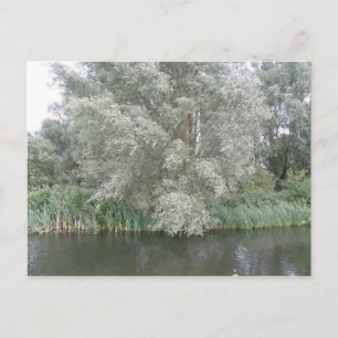 White Tree and River Landscape Postcard