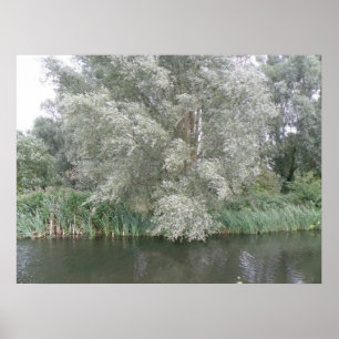 White Tree and River Landscape Print