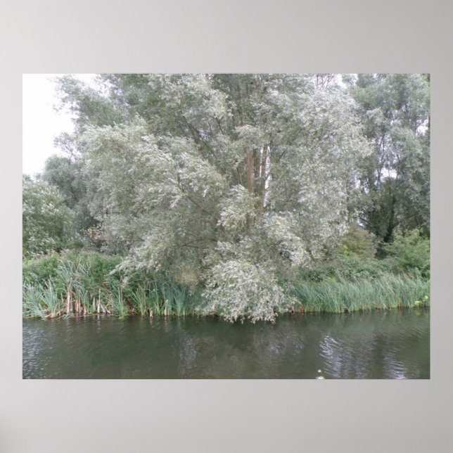 White Tree and River Landscape Print (Front)