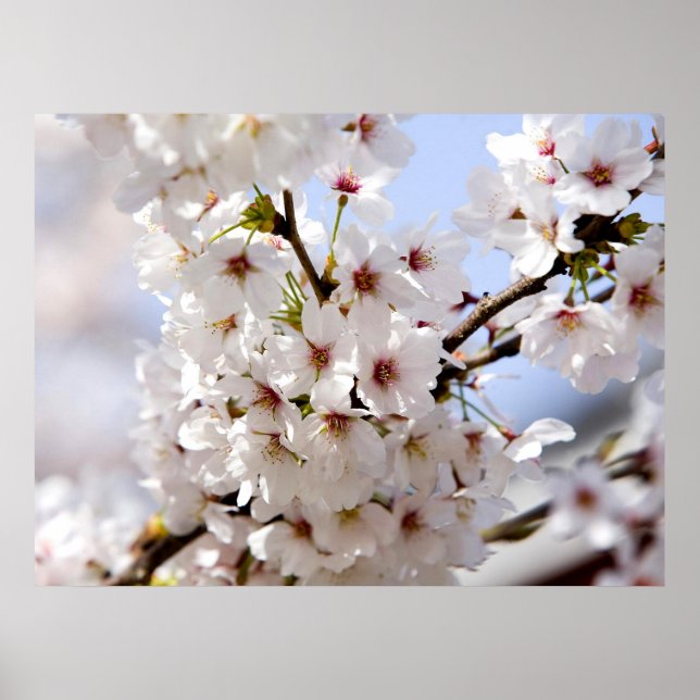 White tree blossom in springtime poster (Front)
