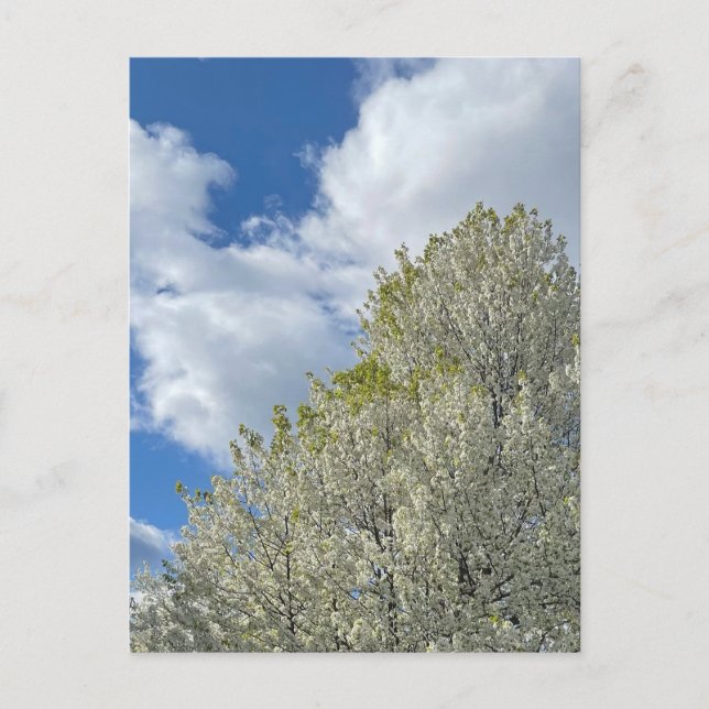 White Tree Blue Sky Clouds Photo Postcard (Front)