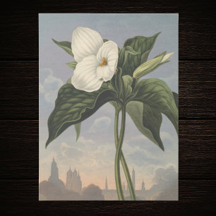 White Trillium Flower in Temple of Flora Style Tissue Paper