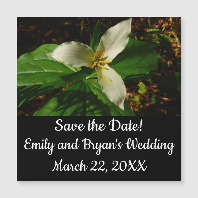 White Trillium Flower Spring Wildflower (Front)