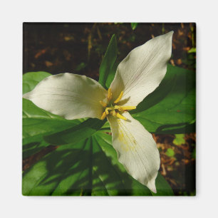 White Trillium Flower Spring Wildflower Magnet