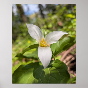 White Trillium Forest Flower Macro Poster