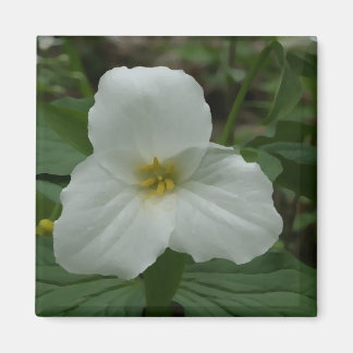 White Trillium Magnet