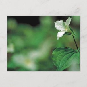 White trillium postcard